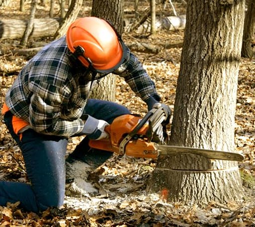 Tree Removal in Frontier, WY